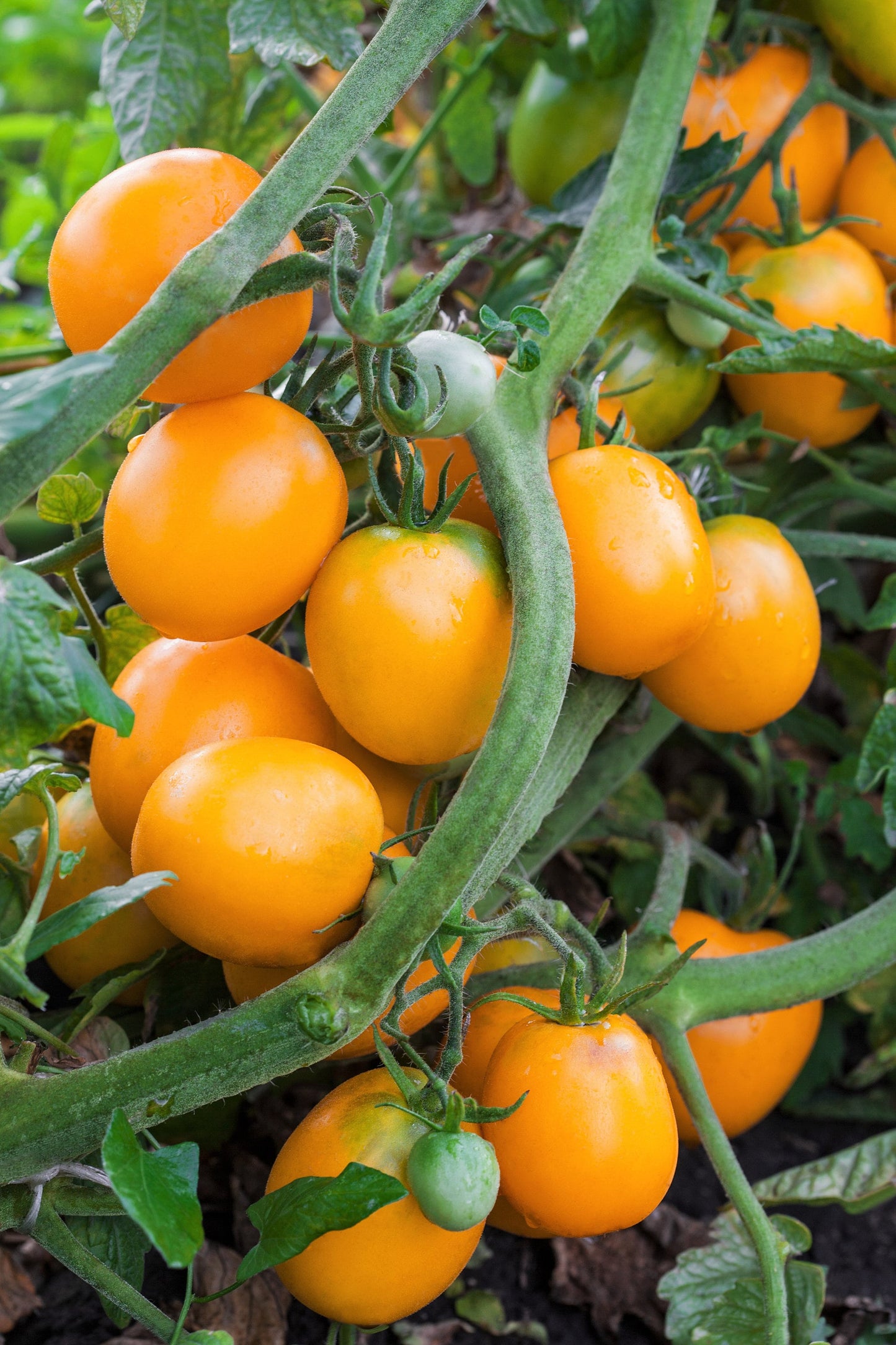 100 Orange cherry Tomato (Solanum Lycopersicum) Seeds
