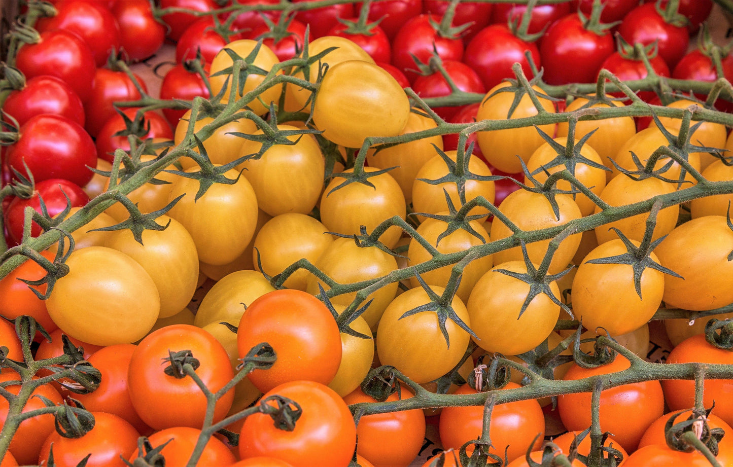100 Orange cherry Tomato (Solanum Lycopersicum) Seeds