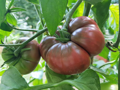 80 Black Krim Tomato (Solanum Lycopersicum) Seeds