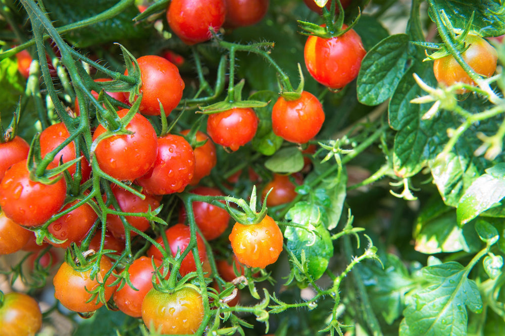 80 Sub Arctic Plenty Tomato (Solanum Lycopersicum) Seeds