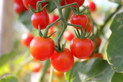 80 Sub Arctic Plenty Tomato (Solanum Lycopersicum) Seeds
