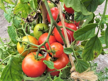 80 Sub Arctic Plenty Tomato (Solanum Lycopersicum) Seeds