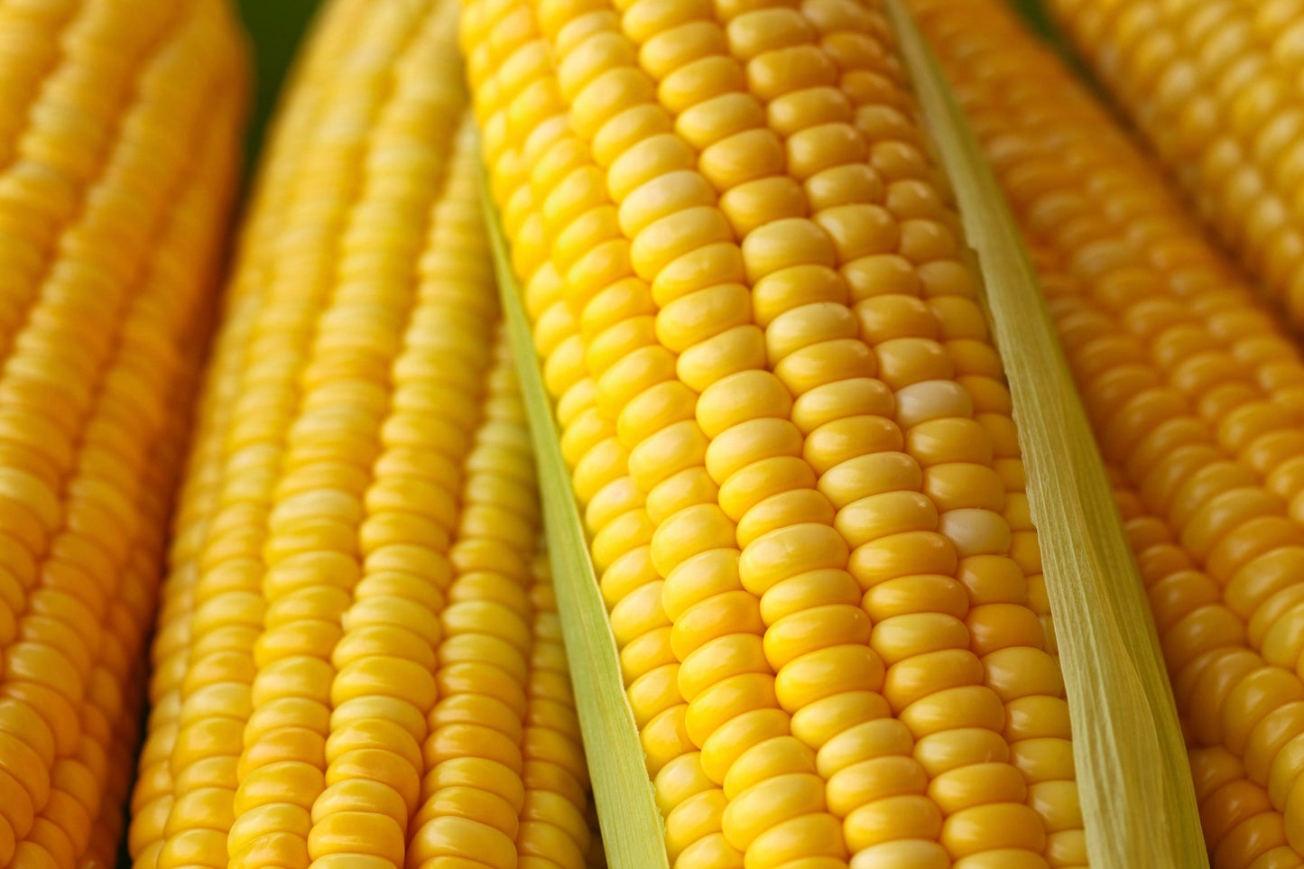 50 Honey Select Corn (Zea Mays) Seeds