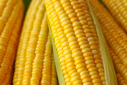 50 Honey Select Corn (Zea Mays) Seeds