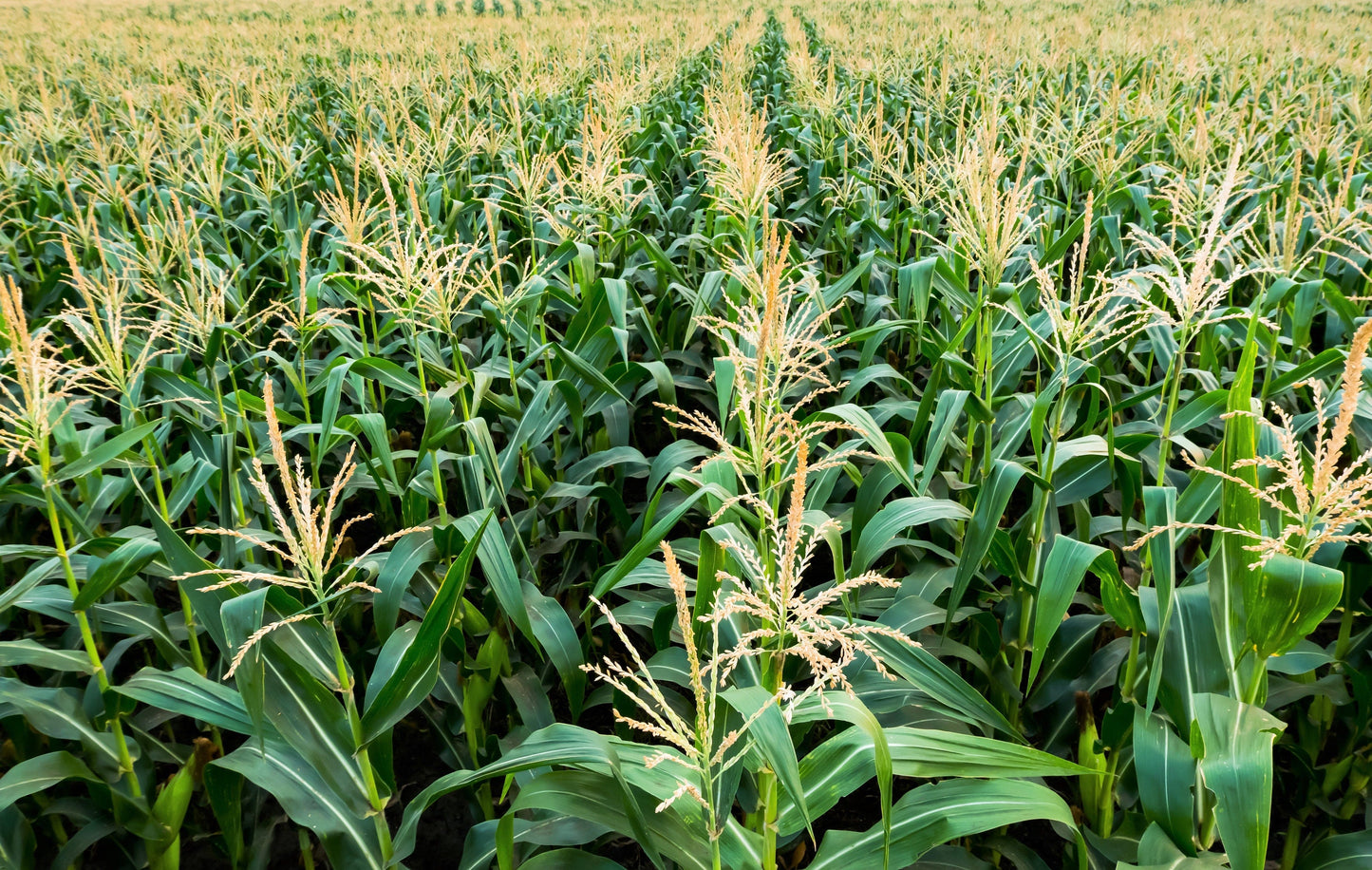 50 Honey Select Corn (Zea Mays) Seeds