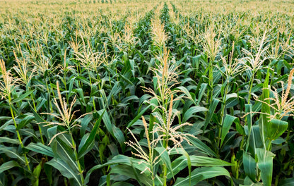 50 Honey Select Corn (Zea Mays) Seeds