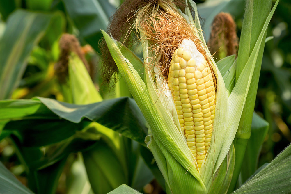 50 Sugar Buns Corn (Zea Mays) Seeds