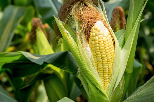 50 Sugar Buns Corn (Zea Mays) Seeds