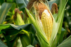 50 Sugar Buns Corn (Zea Mays) Seeds