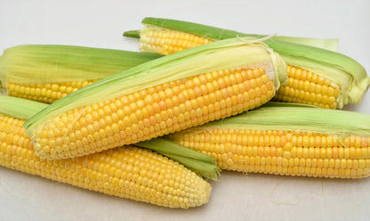 50 Sugar Buns Corn (Zea Mays) Seeds