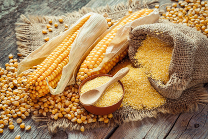 50 Sugar Buns Corn (Zea Mays) Seeds