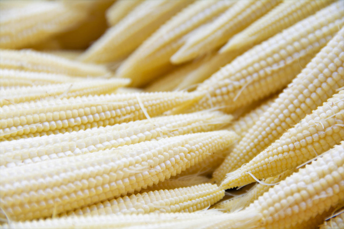 75 Baby Corn (Zea Mays) Seeds