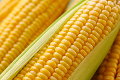 75 South American Yellow Popcorn (Zea Mays) Seeds