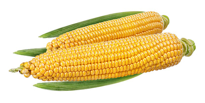 75 South American Yellow Popcorn (Zea Mays) Seeds