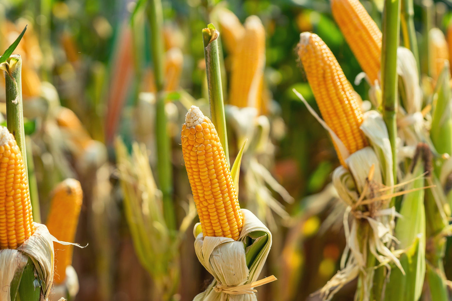 75 South American Yellow Popcorn (Zea Mays) Seeds
