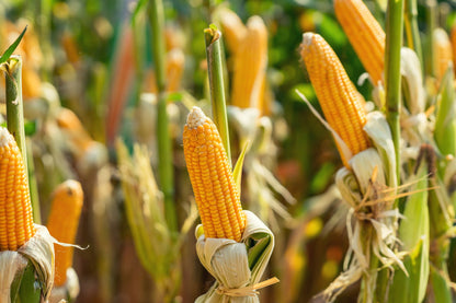 75 South American Yellow Popcorn (Zea Mays) Seeds