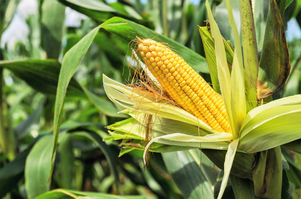 75 South American Yellow Popcorn (Zea Mays) Seeds