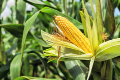 75 South American Yellow Popcorn (Zea Mays) Seeds