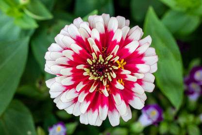 100 Ice Queen Zinnia (Zinnia Elegans) Seeds