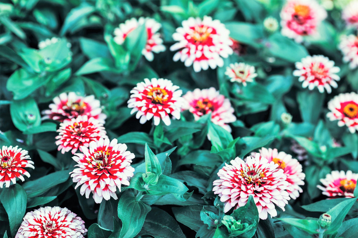 100 Ice Queen Zinnia (Zinnia Elegans) Seeds