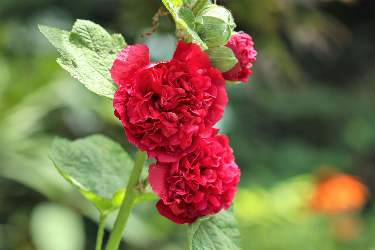 50 SUMMER CARNIVAL HOLLYHOCK Double Mixed Colors Red Pink White Yellow Peach Alcea Rosea Flower Seeds