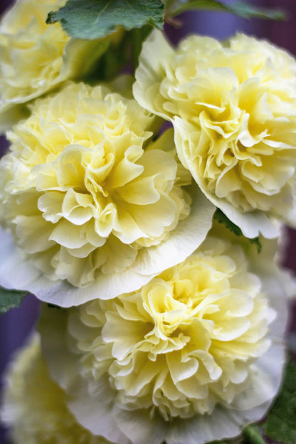 50 SUMMER CARNIVAL HOLLYHOCK Double Mixed Colors Red Pink White Yellow Peach Alcea Rosea Flower Seeds