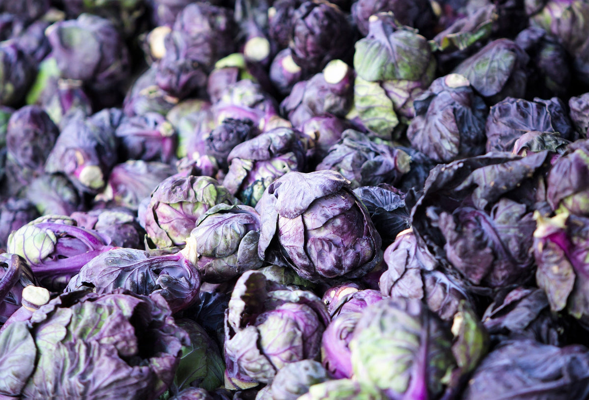 Red Ball Brussels Sprouts (Brassica oleracea var. gemmifera) Seeds – 70 ct