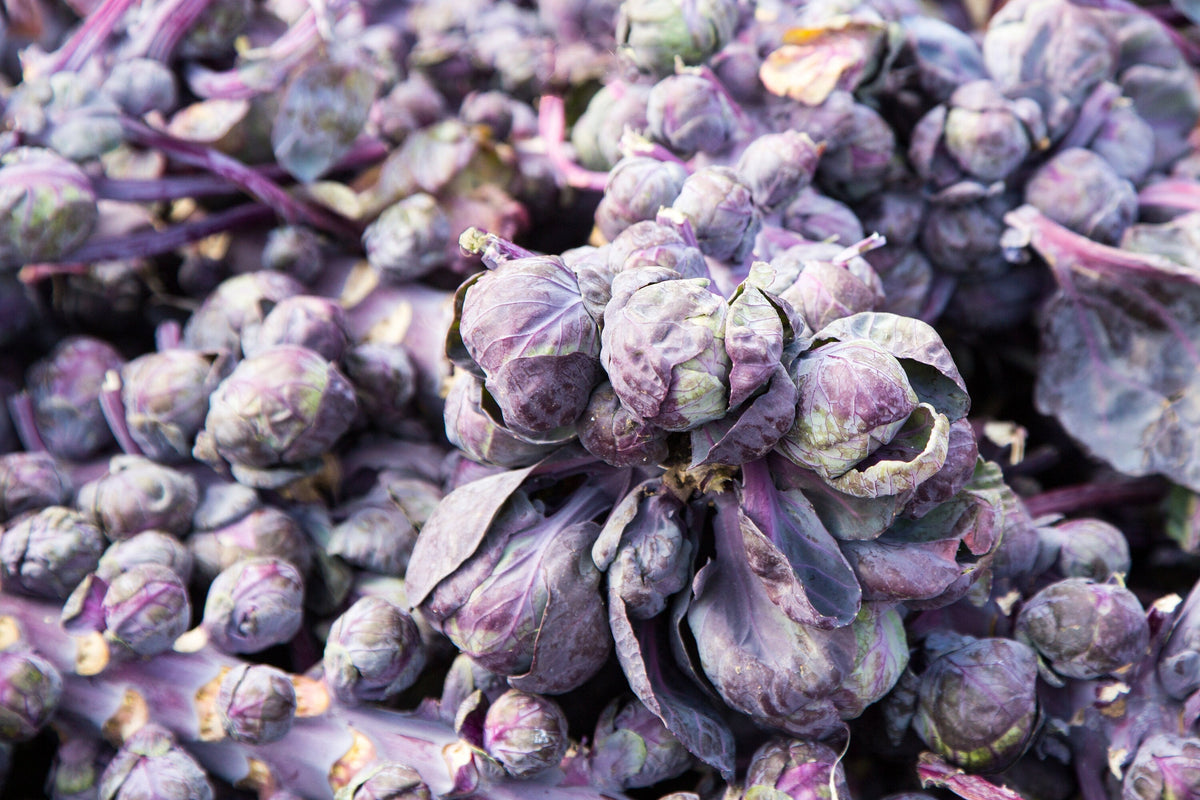 Red Ball Brussels Sprouts (Brassica oleracea var. gemmifera) Seeds – 70 ct