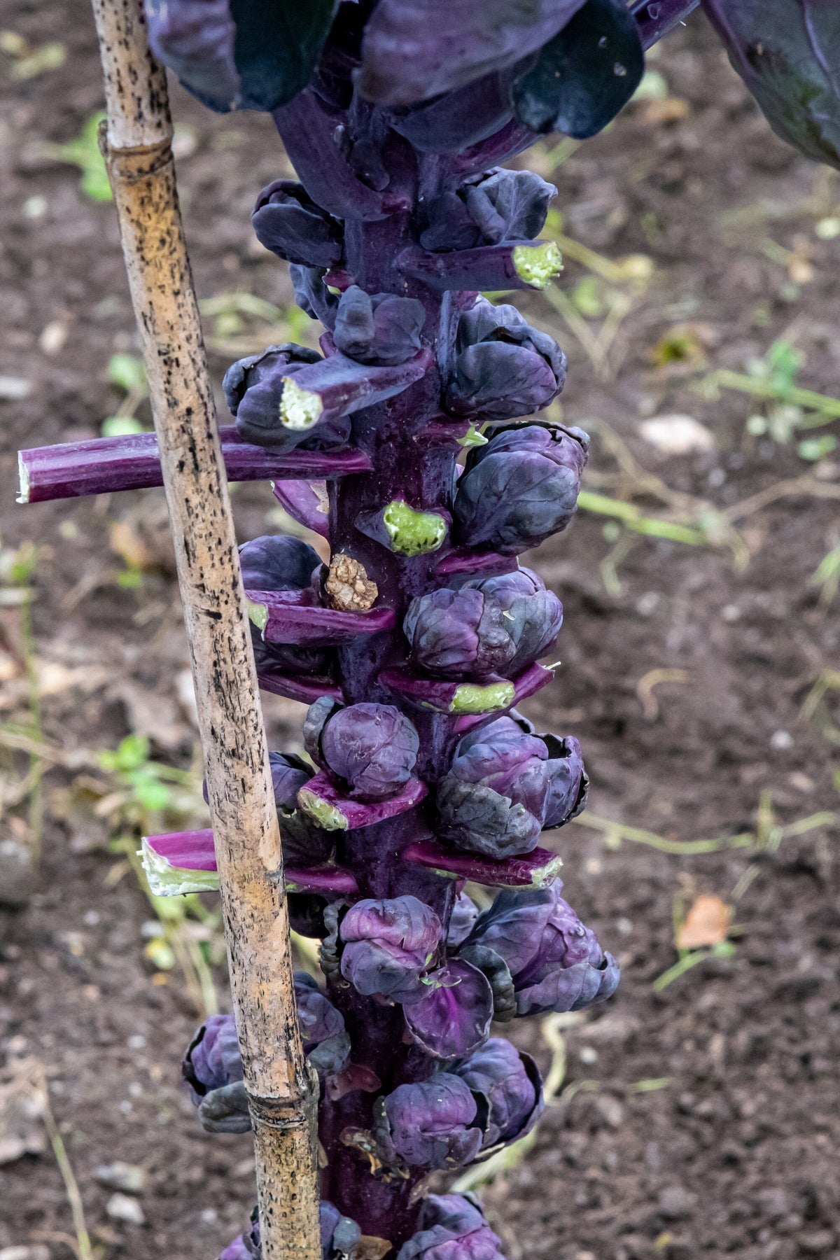 Red Ball Brussels Sprouts (Brassica oleracea var. gemmifera) Seeds – 70 ct
