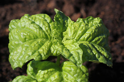 500 Lettuce Leaf Basil (Ocimum Basilicum) Seeds