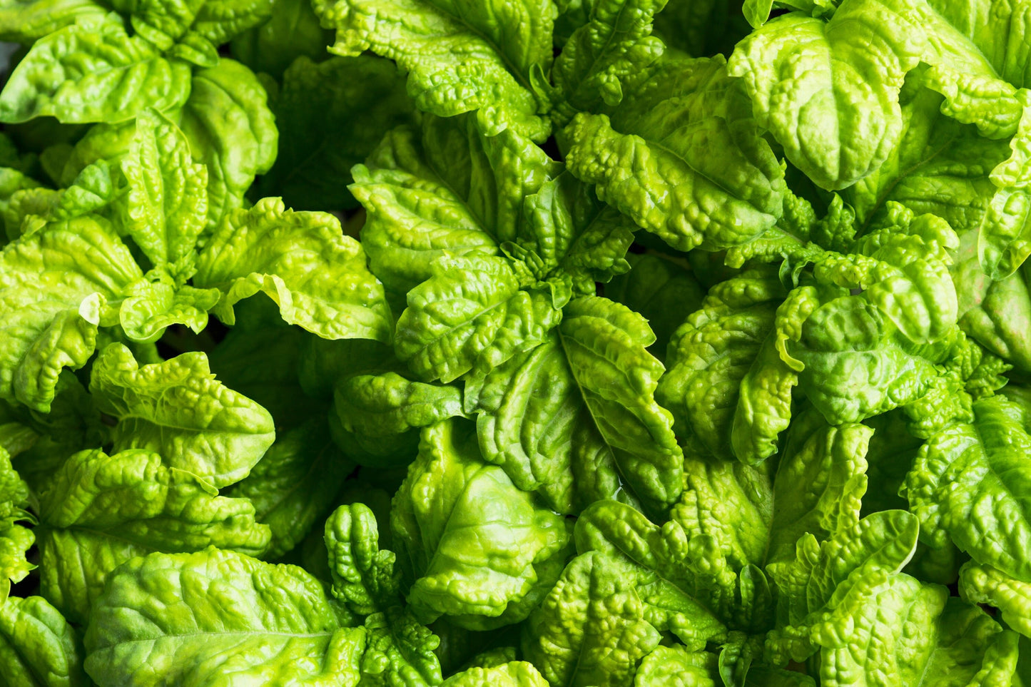 500 Lettuce Leaf Basil (Ocimum Basilicum) Seeds