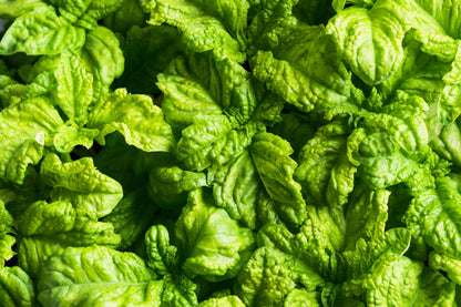 500 Lettuce Leaf Basil (Ocimum Basilicum) Seeds