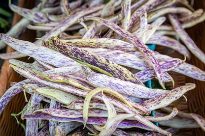 50 Dragon Tongue Wax Bean (Phaseolus Vulgaris) Seeds