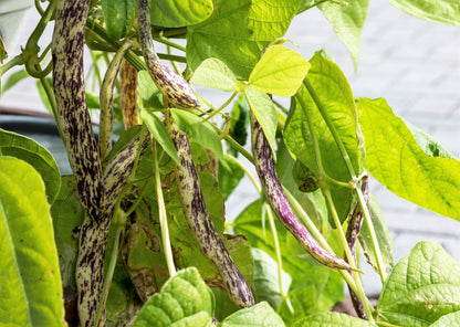 50 Dragon Tongue Wax Bean (Phaseolus Vulgaris) Seeds