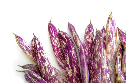 50 Dragon Tongue Wax Bean (Phaseolus Vulgaris) Seeds