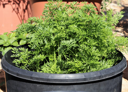 800 Parisian Carrot (Daucas Carota Sativus) Seeds