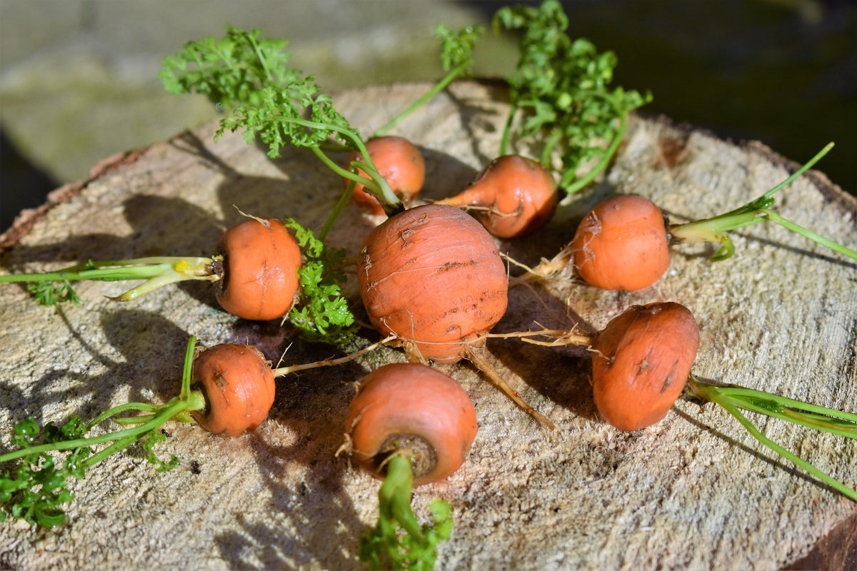 800 Parisian Carrot (Daucas Carota Sativus) Seeds