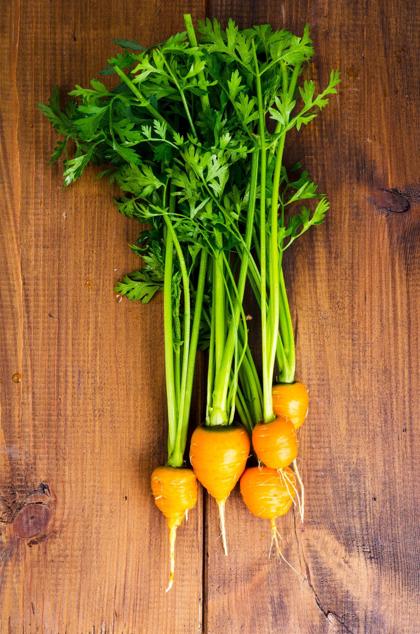 800 Parisian Carrot (Daucas Carota Sativus) Seeds