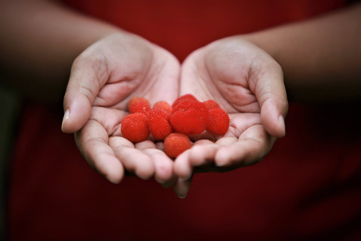 20 AUSTRALIAN RASPBERRY aka Queensland & Atherton Raspberry Rubus Probus Red Berry Fruit Shrub Seeds