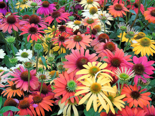 Cheyenne Spirit Coneflower (Echinacea purpurea) Seeds – 25 ct
