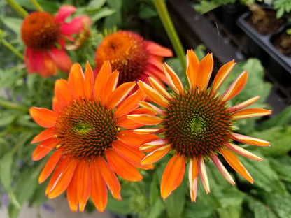 25 CHEYENNE SPIRIT CONEFLOWER Echinacea Orange Red Yellow Purple Pink White Herb Flower Seeds