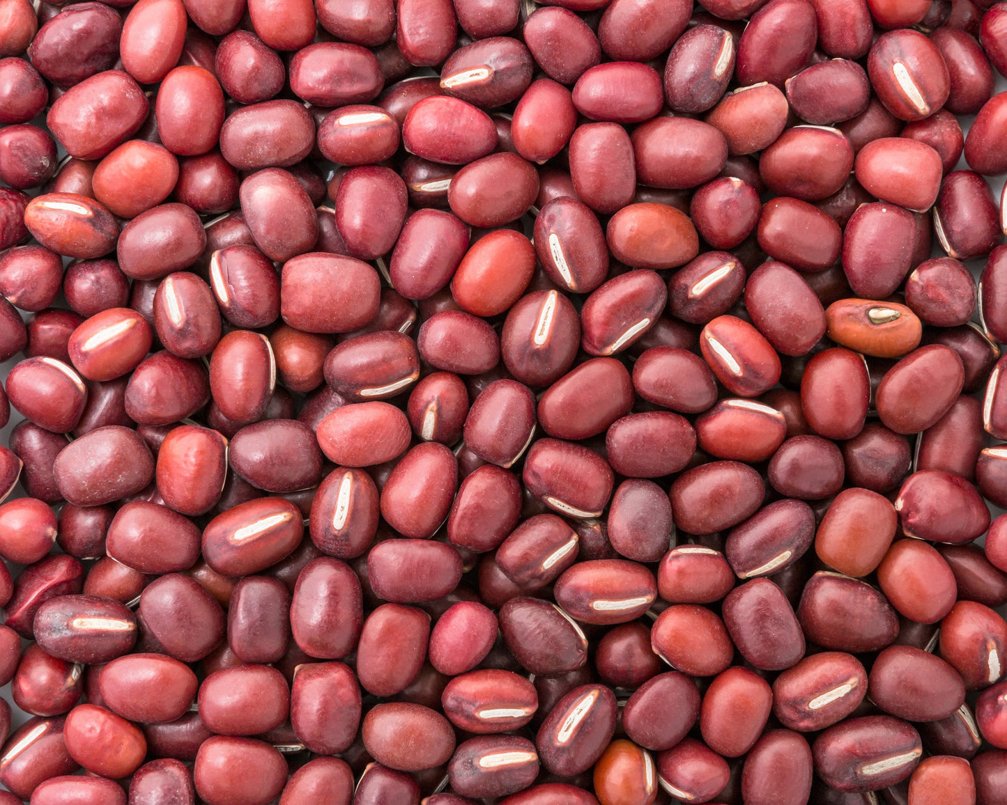 100 Red Ripper Cowpea (Vigna Unguiculata) Seeds