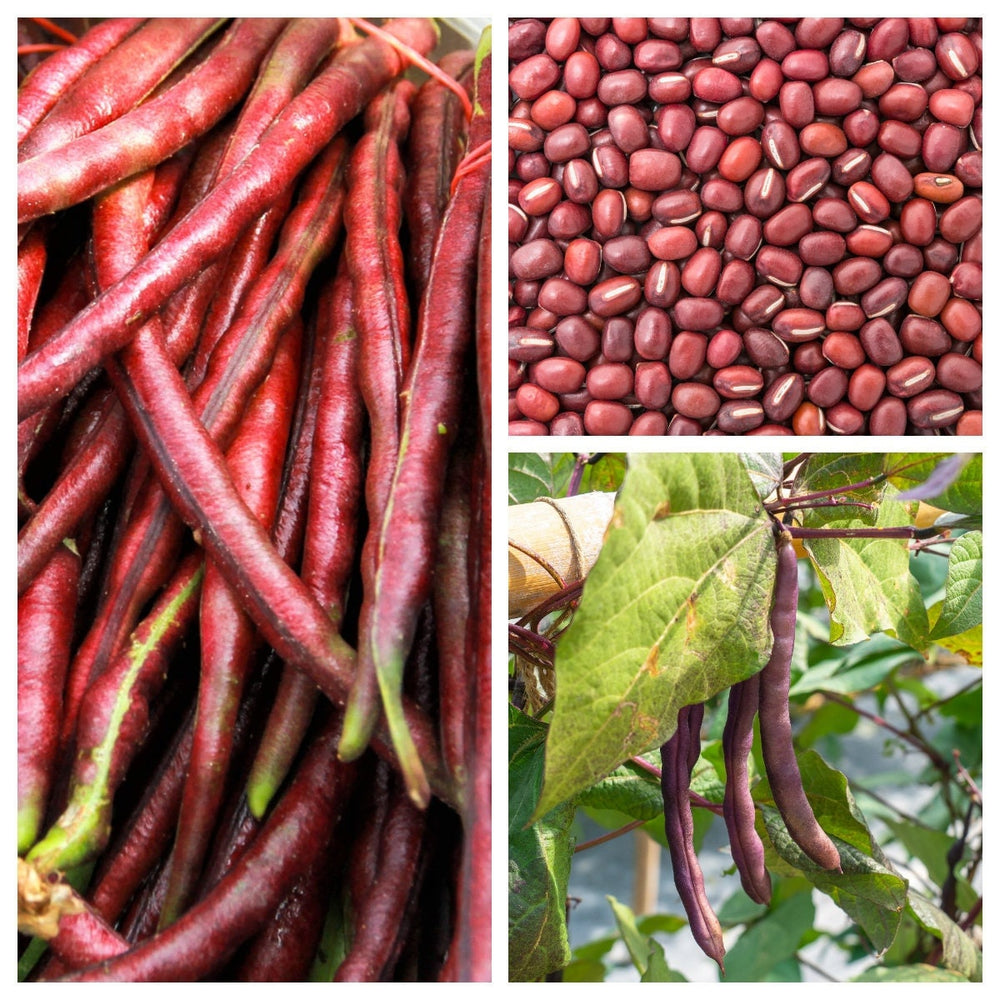 100 Red Ripper Cowpea (Vigna Unguiculata) Seeds
