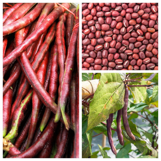 100 Red Ripper Cowpea (Vigna Unguiculata) Seeds