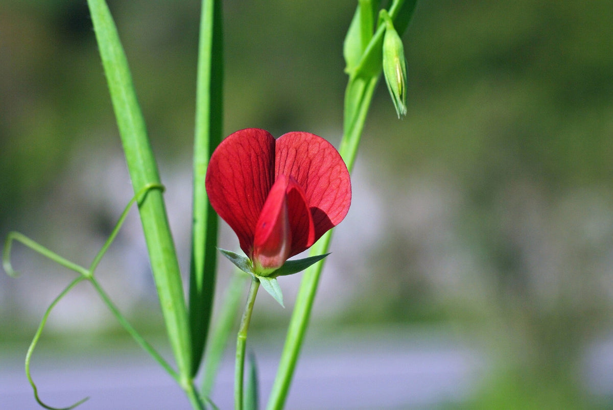 50 ASPARAGUS PEA Winged Pea Lotus Tetragonolobus Red Flower Legume Vegetable Seeds