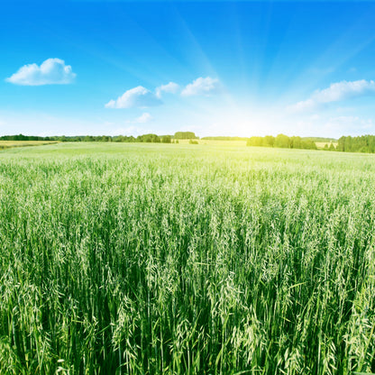 250 Certified ARMOR OAT Oats Avena Sativa Cereal Grain Seeds