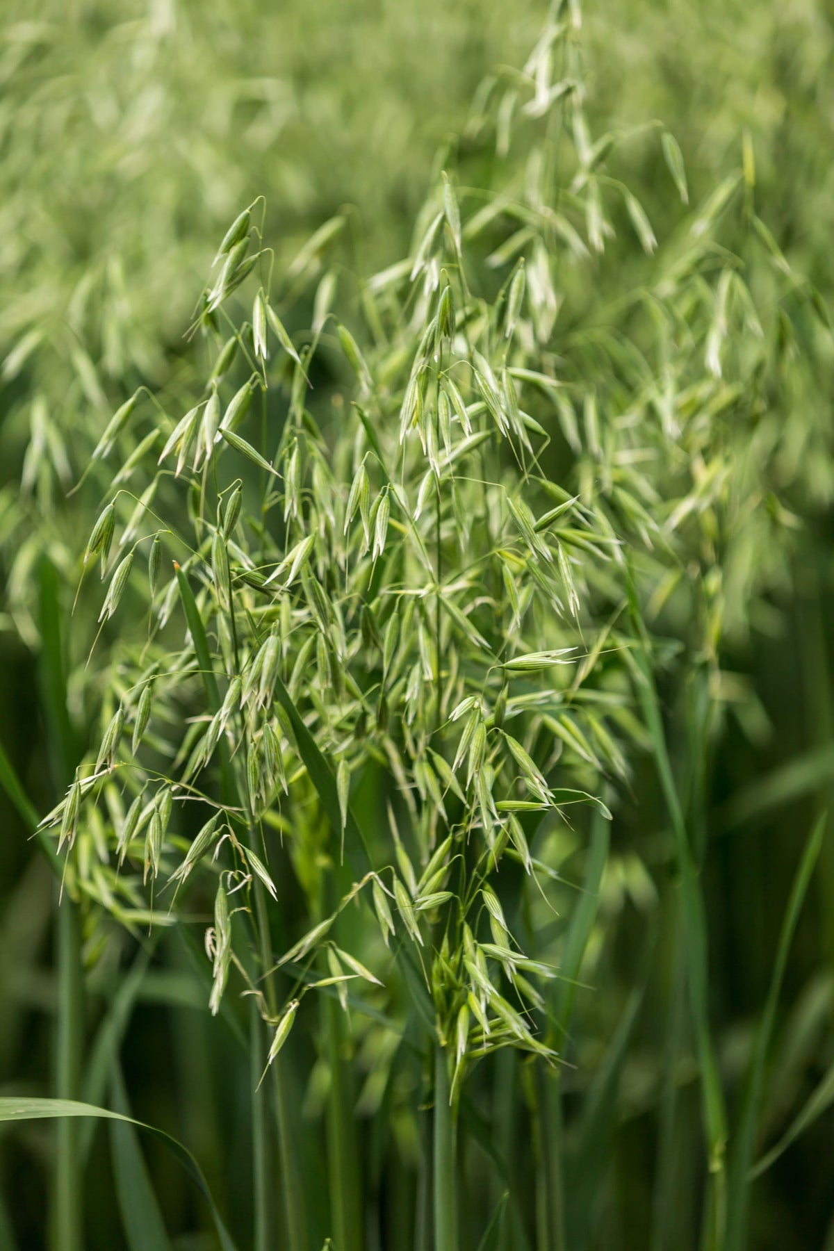 250 Certified ARMOR OAT Oats Avena Sativa Cereal Grain Seeds