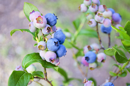 50 Southern Highbush Blueberry (Vaccinium Corymbosum) Seeds