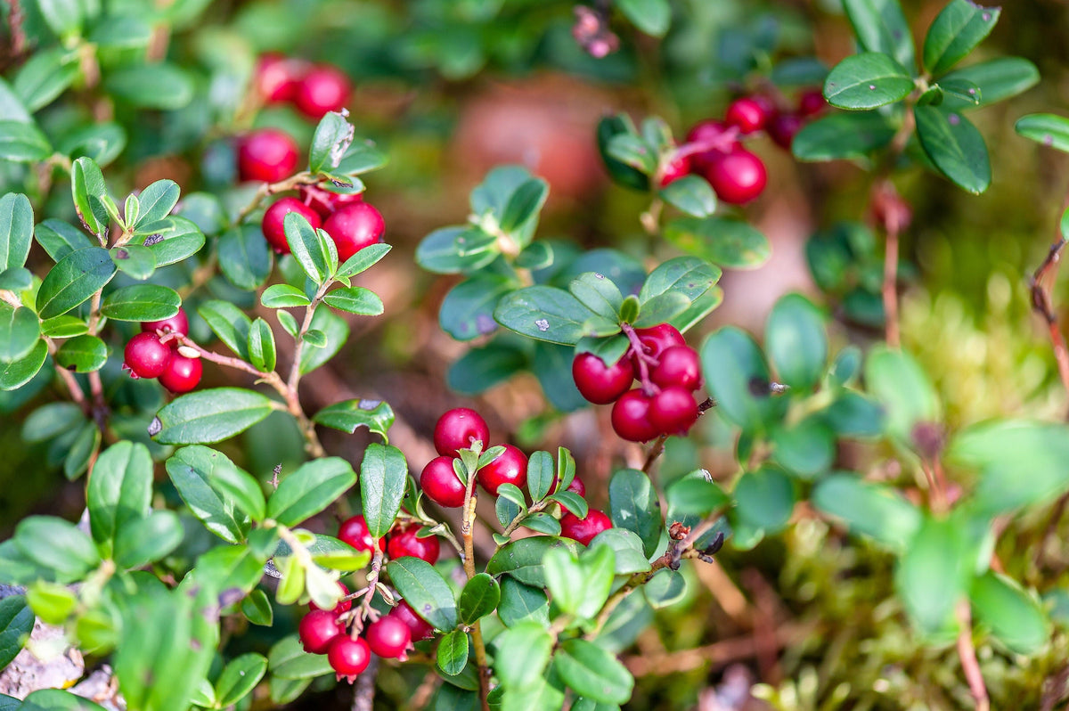 Lingonberry (Vaccinium vitis-idaea) Seeds – 50 ct
