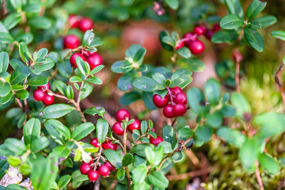 Lingonberry (Vaccinium vitis-idaea) Seeds – 50 ct